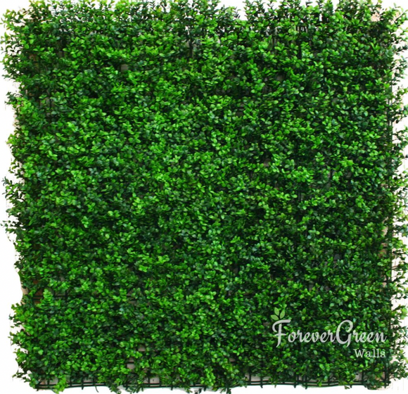 Wintergreen Buxus - S13